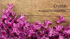  Presentation with wood - Audience pleasing theme consisting of assortment of haricot in a wooden bowls with copy space and tracks beans on white wood background top view closeup healthy protein food backdrop and a white colored foreground