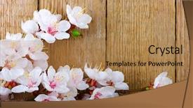  Presentation with easter bunny yellow spring flower - Cool new PPT theme with spring flower on wood background backdrop and a coral colored foreground