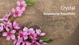  Presentation with easter bunny yellow spring flower - Presentation featuring spring flower on wood background background and a  colored foreground