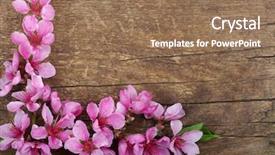  Presentation with easter bunny yellow spring flower - PPT theme with spring flower on wood background background and a coral colored foreground