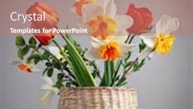  Presentation with wicker - Colorful slides enhanced with spring-flower-tulips-and-daffodils backdrop and a coral colored foreground