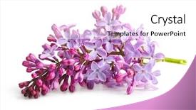  Presentation with purple spring - Audience pleasing presentation theme consisting of spring flower twig purple lilac backdrop and a white colored foreground