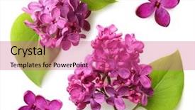  Presentation with purple spring - Audience pleasing presentation theme consisting of spring flower twig purple lilac backdrop and a coral colored foreground