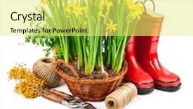  Presentation with narcissus - Amazing theme having season lent - spring flower yellow narcissus backdrop and a yellow colored foreground