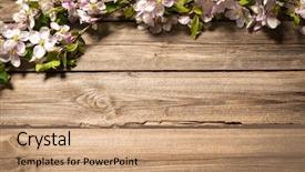  Presentation with branch - Colorful presentation theme enhanced with spring flowering branch on wooden backdrop and a coral colored foreground