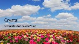  Presentation with export - Audience pleasing presentation design consisting of spring flowering garden large buttercups - ranunculus flowers are grown for export in the nordic countries backdrop and a light blue colored foreground