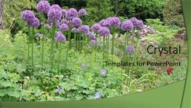  Presentation with spring - Amazing presentation design having spring-flowering-large-allium-bulbs backdrop and a seafoam green colored foreground