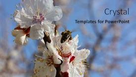  Presentation with spring tree - Slide set featuring spring flowering of tree background and a teal colored foreground