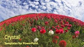  Presentation with grown - Beautiful presentation theme featuring spring flowering peony garden beautiful fields of ranunculus grown in the south photo shot fisheye lens backdrop and a tawny brown colored foreground