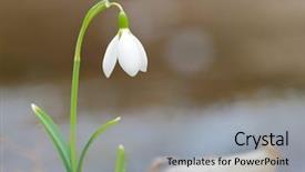  Presentation with white flowers - PPT layouts consisting of snowdrops - spring flowers- white snowdrop background and a light gray colored foreground