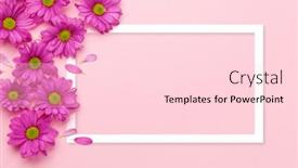  Presentation with frame pink - Slide deck having spring-flowers-and-petals-pink background and a lemonade colored foreground