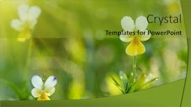  Presentation with spring - Cool new presentation theme with spring flowers background backdrop and a gold colored foreground
