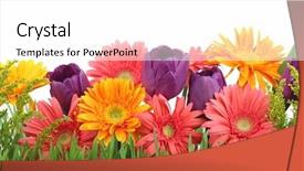  Presentation with spring - Cool new slide deck with spring flowers background backdrop and a white colored foreground