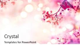  Presentation with blurred flowers - Slide deck having spring flowers beautiful orchard abstract background and a pink colored foreground