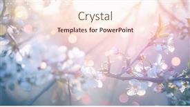  Presentation with beautiful spring flowers - Audience pleasing PPT layouts consisting of spring-flowers-blooming-tree backdrop and a cream colored foreground