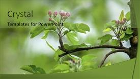  Presentation with tree spring flowers apple flowers - Amazing slides having spring flowers blossoms of apple tree cherry backdrop and a seafoam green colored foreground