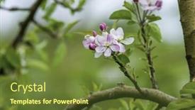  Presentation with tree spring flowers apple flowers - Theme consisting of spring flowers blossoms of apple tree cherry background and a tawny brown colored foreground