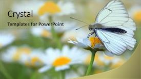  Presentation with butterfly - Audience pleasing theme consisting of spring flowers butterfly backdrop and a mint green colored foreground
