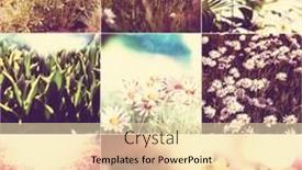  Presentation with spring - Beautiful slides featuring spring flowers collage backdrop and a lemonade colored foreground