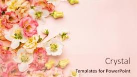  Presentation with pastel pink - PPT theme with spring-flowers-composition-with-eustoma background and a lemonade colored foreground