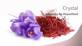  Presentation with white flowers - Cool new slide set with spring-flowers-crocus-isolated backdrop and a white colored foreground