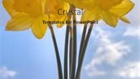  Presentation with sunny sky - Presentation design enhanced with spring-flowers-daffodils background and a gold colored foreground