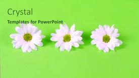  Presentation with daisy - Slides consisting of high contrast - spring flowers - daisy background and a mint green colored foreground