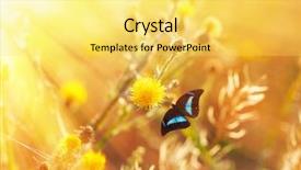 Presentation with flower beautiful lilac border - PPT theme featuring spring flowers exotic butterflies - beautiful butterfly on flower background and a yellow colored foreground