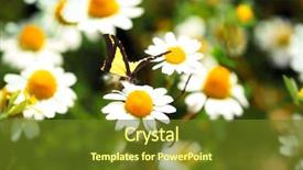  Presentation with beautiful nature in twilight - Colorful presentation design enhanced with spring flowers exotic butterflies - beautiful butterfly sitting on flower backdrop and a  colored foreground