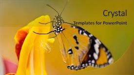  Presentation with plain - Audience pleasing PPT theme consisting of spring flowers exotic butterflies - beautiful plain tiger butterfly danaus backdrop and a gold colored foreground