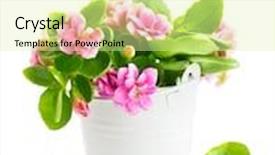  Presentation with spring flowers on textured - Audience pleasing PPT layouts consisting of spring flowers in bucket isolated on white background backdrop and a blonde colored foreground