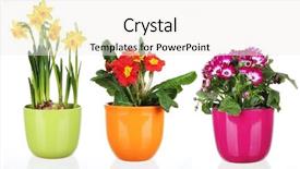  Presentation with jasmine spring flowers - PPT theme having senior woman testing glasses background and a coral colored foreground