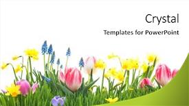  Presentation with spring flowers on textured - Audience pleasing slide deck consisting of spring flowers in green grass backdrop and a white colored foreground