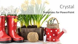  Presentation with lent - Cool new PPT theme with spring-flowers-in-pot backdrop and a white colored foreground