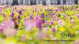  Presentation with woodland - Cool new PPT theme with spring flowers in the forest backdrop and a yellow colored foreground