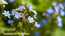  Presentation with garden - Slide set consisting of spring-flowers-in-the-garden background and a tawny brown colored foreground
