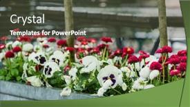  Presentation with paris - Presentation design enhanced with spring-flowers-near-cafe background and a dark gray colored foreground