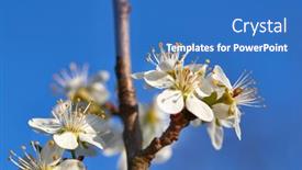  Presentation with spring tree - Amazing slide set having spring-flowers-of-a-tree backdrop and a teal colored foreground