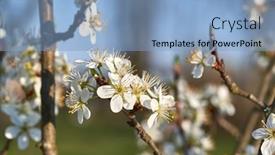  Presentation with spring tree - Presentation consisting of spring-flowers-of-a-tree background and a light blue colored foreground