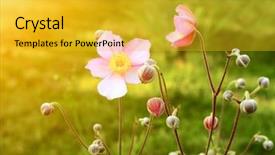  Presentation with pastel color spring - Slides enhanced with spring flowers of lilac color background and a gold colored foreground