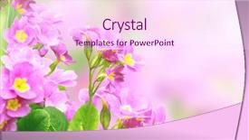  Presentation with spring - Colorful slides enhanced with spring flowers of lilac color backdrop and a pink colored foreground