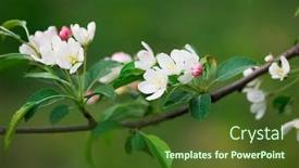  Presentation with sakura - Presentation theme enhanced with spring-flowers-of-sakura background and a tawny brown colored foreground