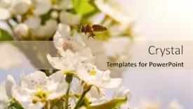  Presentation with spring tree - 