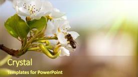  Presentation with spring tree - PPT theme enhanced with spring flowers of the cherry background and a tawny brown colored foreground