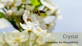  Presentation with spring tree - 