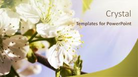  Presentation with spring tree - 