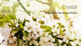  Presentation with spring tree - 