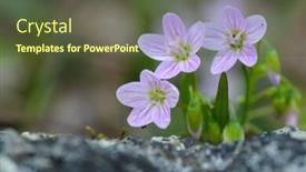  Presentation with spring tree - Beautiful PPT theme featuring spring-flowers-on-a-dead backdrop and a tawny brown colored foreground