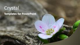  Presentation with spring tree - Slide deck with spring-flowers-on-a-dead background and a gray colored foreground