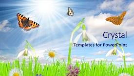  Presentation with field - Presentation theme enhanced with spring-flowers-on-a-green background and a sky blue colored foreground